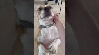 Советы от госпожи Беллы 🐕#СоветыОтСобаки #dogadvice