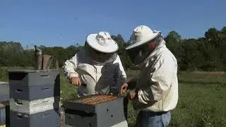 NHBS Pollen/Bee Bread Sample Collection