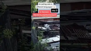 STARDENBURDENHARDENBART day3 Cat Calling in different languages (German always works) #shorts