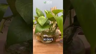 Golden Pothos | How to Grow It Indoors with Clean Water in 30 Days?