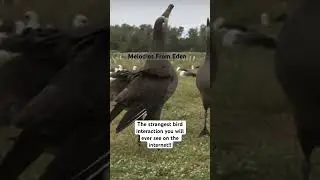 The strangest bird interaction you will ever see on the internet!!