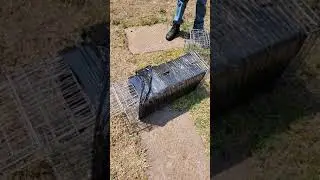 How to set up a live animal trap