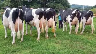 Biggest Milking Cow | Jersey Generation| World Famous Animal | American Cow | Animal Tv