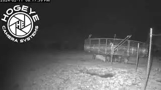 2024 Feb 11 - Hogs trapped