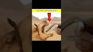 Why does the camel eat the snake? #facts #islamicfacts #camels #ytshortsvideo