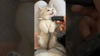 🐱 Adorable Baby Kitten&rsquo;s First Meows! 😍 Cuteness Overload 🐾 #KittenMagic #MeowMoments
