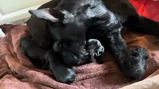 Announcement!! New Giant Schnauzer Litter 