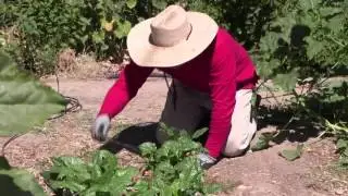 Community Food Bank of Southern Arizona