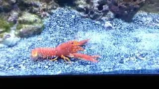 Red Reef Lobster Eating