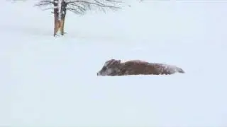 Little Bison in Winter - in HD