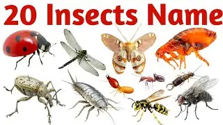 Learn 20 Insects Names for Kids 🐜 🦋🐞 | Fun Bug Learning Video for Toddlers & Preschoolers