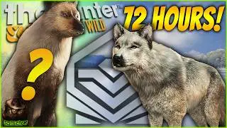 I Spent 72 Hours Hunting For The New Gray Wolf Furs & Got A Diamond! Call of the wild