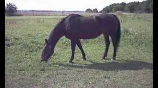 Linka (en video jeg har fået ef en anden)