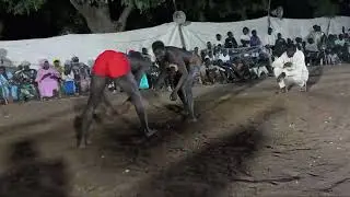 Lambe félane 
