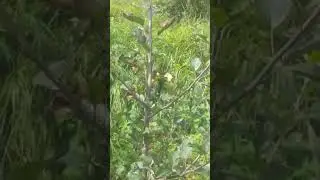 apple plant canopy #shimla #trending #farming #apple