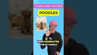 The Mysterious Origins of Poodles: Germany vs. France #petzpaws #learndontreturn #poodle #dogbreed