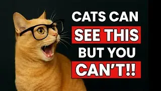 13 INCREDIBLE Things Your CAT Can See and Hear That You Can't!