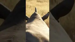 POV Ride grey rhino: The Steel-Skinned Giant! 🦏 #short #pov #animals