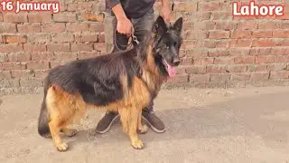 Pedigree German Shepherd | Husky | Coco spenial | Shih tzu | America Bully | PetsLover Kennel Lahore