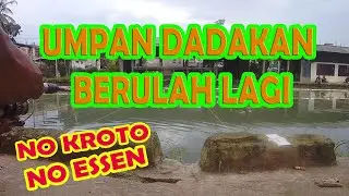 UMPAN IKAN MAS DADAKAN BERULAH KEMBALI NO KROTO, NO ESSEN