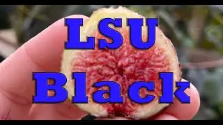 LSU Black - A berry fig that can have splitting issues
