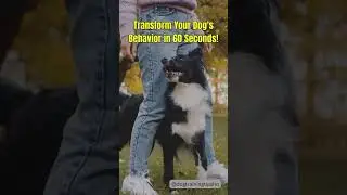 Transform Your Dog's Behavior in 60 Seconds!