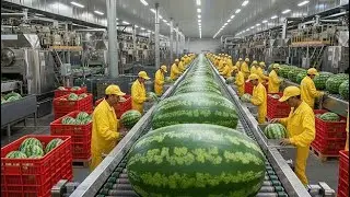 Inside the Factory: How Watermelons Are Processed Step by Step #insidethefactory