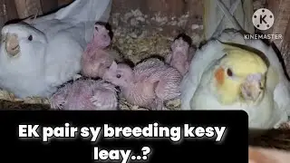 Cockatiel k pair se breed kesy leay | cockatiel pairs breeding TIPS | 2025 | urdu | hindi |