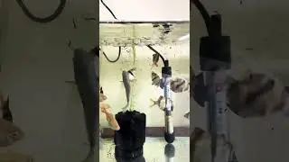#feeding #mosquito #larva #trending #youtubeshorts #hobby #mustwatch #views #viral #enjoy
