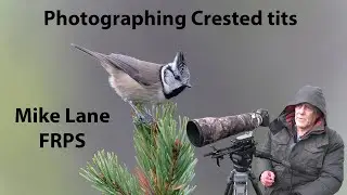 Crested tits in Scotland