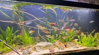 125 GALLON PLANTED COMMUNITY AQUARIUM!!!NEW FISH ADDED!!!