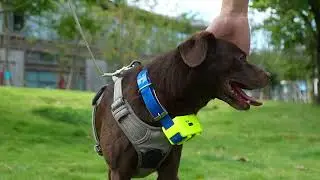 Gooxota IK122T PRO GPS Collar With Barking Indicator for Hound Tracking