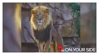 17-year-old lion euthanized, mourned by Saint Louis Zoo staff