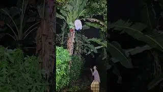 Catch animals in the fruiting tree #shortvideo