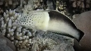Clown wrasse (intelligent)