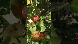 Kayu stigi darat(Dewandaru)