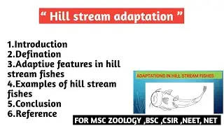 Hill stream adaptation | Adaptive features in hill stream fishes | Example of hill stream fishes