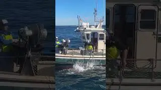 Palangre de fondo - Congrios #pesca #fishing #arrantza