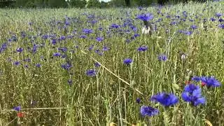 Die Kornblume (Centaurea cyanus) - A cornflower field