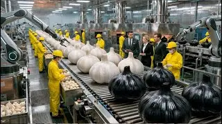 Inside a Garlic Factory: From Farm Harvest to Finished Product &ndash; The Complete Processing Line