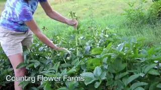 How to Deadhead Peonies