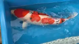 Tamaura 66cm Sanke