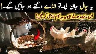 Boost Egg Production Fast! The Untold Lighting Formula for Poultry Farms!