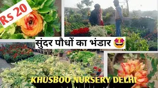 Delhi beautiful Nursery for all types of plants