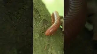 millipedes crawling up tree trunks#insects #insecticida #millipede #invertebrate #insecthunter