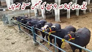 Габан Джотиан выставлен на продажу ll Gaban Jhoti Farming