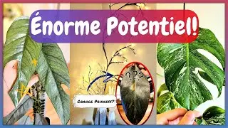 Plantes au potentiel ÉNORME 🪴 | Plantes que vous n'avez peut-être JAMAIS entendu parler! ✨️😮