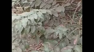மனநலம்