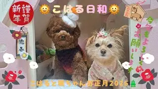 🌞こはる日和🌞～こはると颯ちゃんのお正月2026🎍