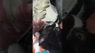 apa aja digigitin